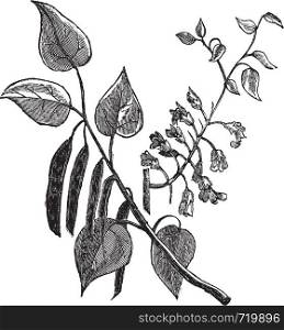 Cercis canadensis or Eastern Redbud, vintage engraving. Old engraved illustration of Cercis canadensis, leaves isolated on a white background.