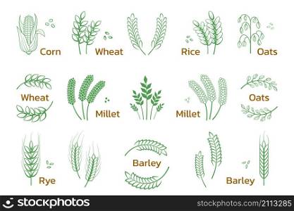 Cereal and grain. Rice wheat barley rye icons, bakery and organic products logo. Vector set illustration design bran farming. Cereal and grain. Rice wheat barley rye icons, bakery and organic products logo. Vector set