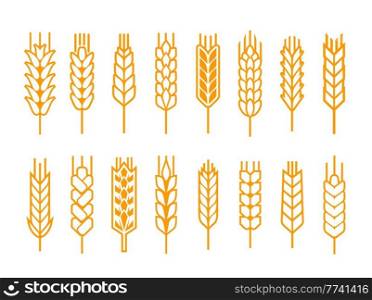 Cereal ear or spike outline icons. Wheat, rye, barley and millet vector natural grains. Yellow plant stalk for bread baking, isolated bakery, harvest and agriculture industry symbols. Cereal ear or spike outline icons. Wheat or barley