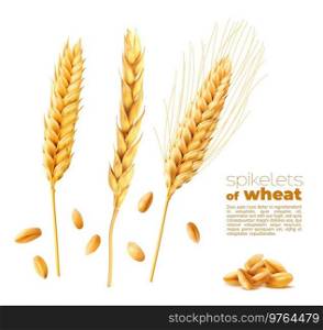 Cereal ears spikelets, wheat, oat and barley spikes and grains. Realistic 3d vector ripe golden stalks. Bread or bakery production, agriculture industry. Wheat or rye isolated grains and spikes. Cereal ears spikelets, wheat, oat or barley spikes