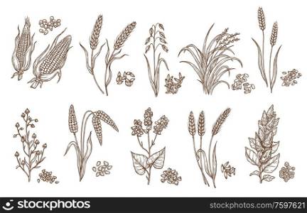 Cereal grain and plant isolated sketches of agriculture harvest and food vector design. Seeds of wheat, oat, barley and corn, rice, buckwheat, rye, quinoa and sorghum with ears, maize kernels and husk. Cereal plant grain and seed isolated sketches
