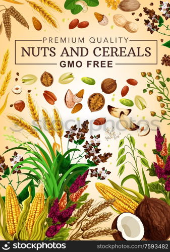 Cereal grains and nuts gmo free, food nutrition, natural healthy wheat, rye, buckwheat grain, coconut and hazelnut, walnut and almond, sunflower seeds, corn, pistachio superfood. Vector poster. Gmo free cereal grains and nuts