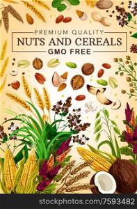 Cereal grains and nuts gmo free, food nutrition, natural healthy wheat, rye, buckwheat grain, coconut and hazelnut, walnut and almond, sunflower seeds, corn, pistachio superfood. Vector poster. Gmo free cereal grains and nuts