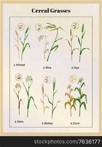 Cereal grasses vintage poster with wheat oats barley rice rye corn grain seedlings and seeds vector illustration
