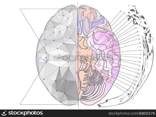 cerebral hemisphere. abstract brain with multicolor line and light