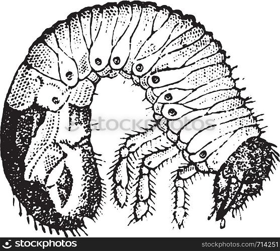 Chafer larvae, vintage engraved illustration. Natural History of Animals, 1880.