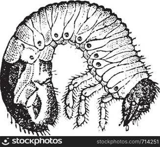 Chafer larvae, vintage engraved illustration. Natural History of Animals, 1880.
