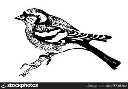 Chaffinch bird, hand-drawn illustration