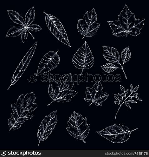 Chalk leaves of maple, oak, olive, chestnut, sycamore, elm, birch, willow, cherry and beech trees. Foliage chalk silhouettes for nature theme or ecology design. Chalk silhouettes of tree leaves