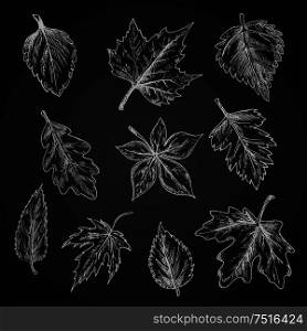 Chalk leaves of trees and bushes on chalkboard with foliage of birch and oak, striped and sugar maples, chestnut and beech, sycamore and elm, cherry and hawthorn. Sketch style. Chalk leaves sketch on blackboard