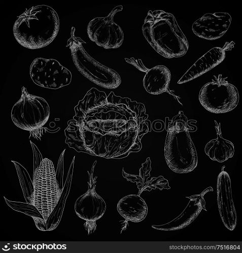 Chalk sketched vegetables in engraving style on blackboard with tomato and eggplant, potato and carrot, onion and cabbage, cayenne and bell pepper, beet and garlic, cucumber and corn. Agriculture harvest, vegetarian food, recipe book or cooking theme. Retro engraving vegetables sketches set
