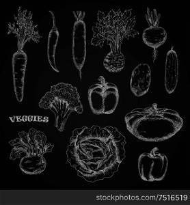 Chalk sketched veggies on blackboard. Carrot, celery and kohlrabi, spicy cayenne and bell peppers, potato and cabbage, broccoli and cucumber, pattypan squash, beet and daikon vegetables. Sketched veggies in engraving style