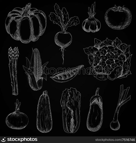 Chalk sketches of corn cob and onion, pumpkin and tomato, beet and pea, eggplant and garlic, zucchini and cauliflower, scallion, asparagus and chinese cabbage vegetables on blackboard. Vintage engraving stylized veggies for restaurant menu board design. Farm vegetables chalk sketches set