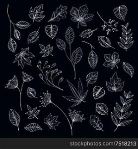 Chalk sketches of tree branch, leaf, seed and inflorescence of wild herbs. Floral decoration and botanical theme design. Branches of trees and herbs with leaves