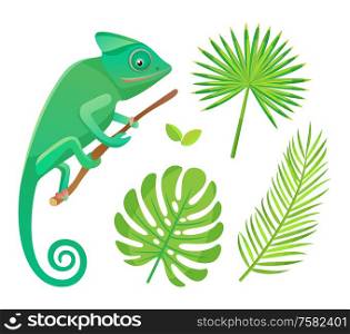 Chameleon sitting and looking on branch. Wildlife and amphibia with tail, reptile and green leaves of fern isolated on white, flora and fauna vector. Flora and Fauna, Chameleon and Fern Leaf Vector