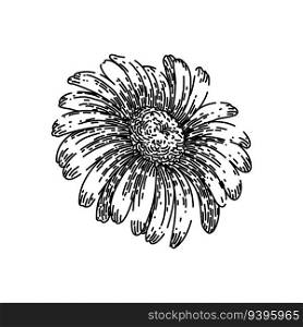 chamomile daisy flower hand drawn. spring floral, nature plant, vector illustration chamomile daisy flower vector sketch. isolated black illustration. chamomile daisy flower sketch hand drawn vector
