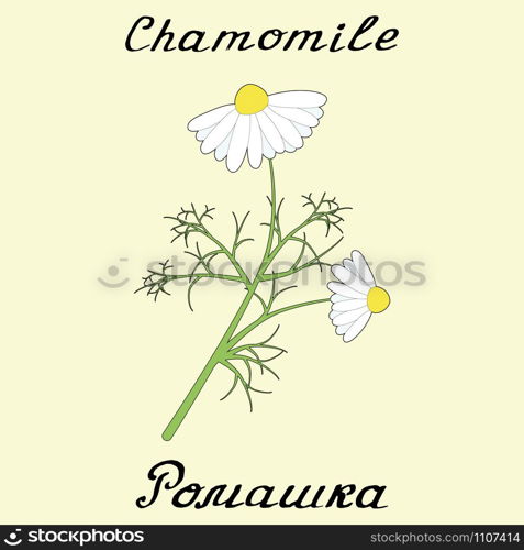 Chamomile . Drawing and hand-lettering. English and Russian texts. Eco Friendly. For labels, flyers, online stores. Natural cosmetic. Bio products. Botanical sketch. Chamomile . Drawing and hand-lettering