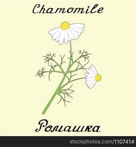 Chamomile . Drawing and hand-lettering. English and Russian texts. Eco Friendly. For labels, flyers, online stores. Natural cosmetic. Bio products. Botanical sketch. Chamomile . Drawing and hand-lettering