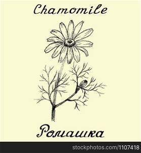 Chamomile . Drawing and hand-lettering. English and Russian texts. Eco Friendly. For labels, flyers, online stores. Natural cosmetic. Bio products. Botanical sketch. Chamomile . Drawing and hand-lettering