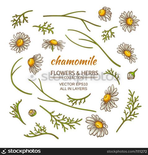 chamomile elements vector set. chamomile elements vector set on white background