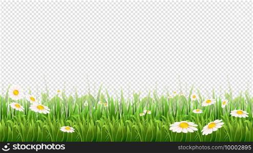 Chamomile field. Green grass, flowers and herbs border. Natural park or meadow isolated on transparent background. Blossom lawn vector banner. Illustration herb meadow with chamomile. Chamomile field. Green grass, flowers and herbs border. Natural park or meadow isolated on transparent background. Blossom lawn vector banner