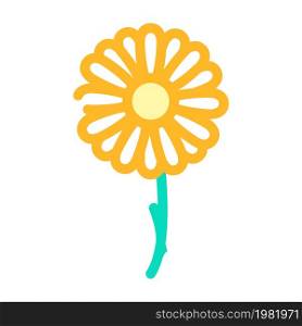 chamomile flower color icon vector. chamomile flower sign. isolated symbol illustration. chamomile flower color icon vector illustration
