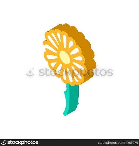 chamomile flower isometric icon vector. chamomile flower sign. isolated symbol illustration. chamomile flower isometric icon vector illustration