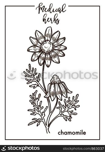 Chamomile flower medical herb sketch botanical design icon for medicinal herb or phytotherapy herbal tea infusion package. Vector isolated chamomile or camomile plant for herbal natural medicine. Chamomile medical herb sketch botanical vector icon for medicinal herbal phytotherapy design