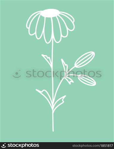 Chamomile flower silhouette, vector. Illustration of a flower on a stem. Simple botanical white element. Hand drawing, contour.. Chamomile flower silhouette, vector.