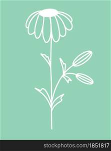 Chamomile flower silhouette, vector. Illustration of a flower on a stem. Simple botanical white element. Hand drawing, contour.. Chamomile flower silhouette, vector.