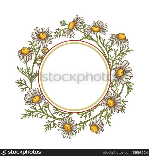 chamomile flower vector frame. chamomile flower vector frame on white background