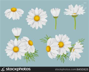 Chamomile flowers. Realistic botanical illustrations natural medical herbal flowers buds of camomile with leaves decent vector 3d pictures set. Botany chamomile plant floral. Chamomile flowers. Realistic botanical illustrations natural medical herbal flowers buds of camomile with leaves decent vector 3d pictures set