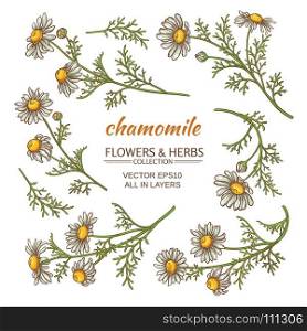 chamomile flowers set. set of chamomile flowers on white background