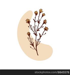 Chamomile plant isolated vector illustration. Concept dried herbs. Stem leaf. Botany, Herbal theme. Hand drawn branches, beige abstract spot. Design element for natural and organic designs.. Chamomile plant isolated vector illustration. Concept dried herbs. Stem leaf. Botany, Herbal theme.