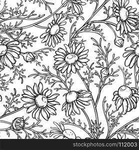 chamomile seamless pattern. chamomile plant seamless pattern on white background