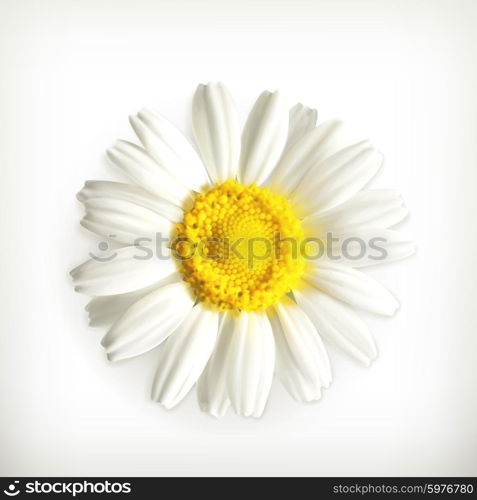 Chamomile, vector