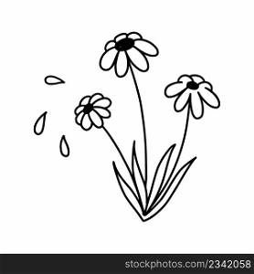Chamomile. Vector illustration of doodles. Coloring book with plant. Daisy. Beautiful flower.