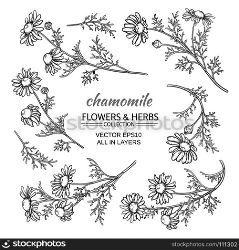 chamomile vector set. chamomile flowers vector set on white background