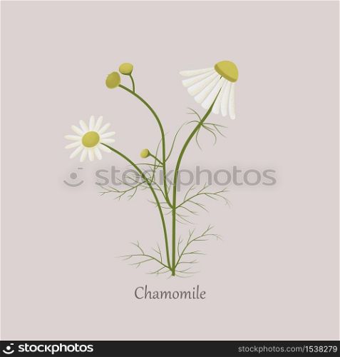 Chamomile with white flowers, medicinal stem plants. Beautiful daisy flowers on a gray background and logo.. Chamomile with white flowers, medicinal stem plants.