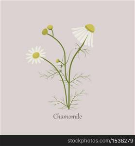 Chamomile with white flowers, medicinal stem plants. Beautiful daisy flowers on a gray background and logo.. Chamomile with white flowers, medicinal stem plants.