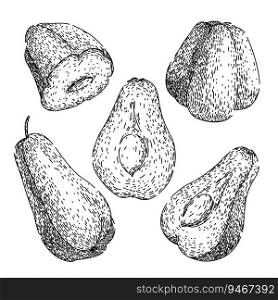 chayote healthy set hand drawn. organic nutrition, edible fresh, nutritious raw chayote healthy vector sketch. isolated black illustration. chayote healthy set sketch hand drawn vector