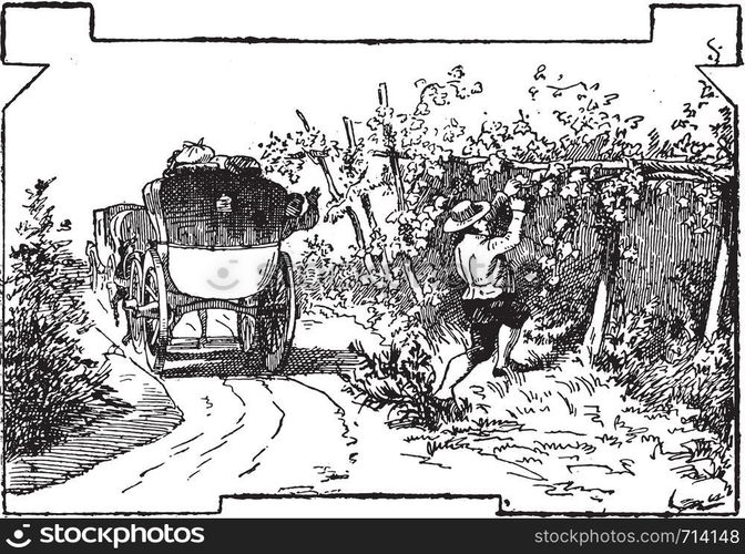 Check stealing grapes, vintage engraved illustration.