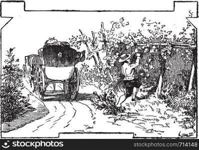 Check stealing grapes, vintage engraved illustration.
