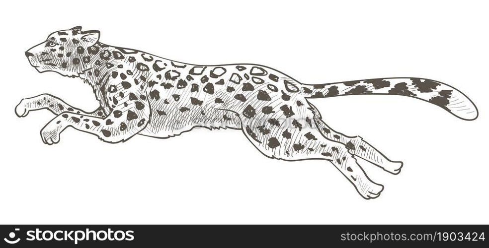 Cheetah animal in motion, isolated running leopard with spots on fur. Feline mammal with long tail and body, carnivore in zoo or reservation, exotic monochrome sketch outline. Vector in flat style. Running cheetah or leopard animal in motion vector