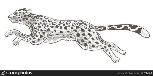 Cheetah animal in motion, isolated running leopard with spots on fur. Feline mammal with long tail and body, carnivore in zoo or reservation, exotic monochrome sketch outline. Vector in flat style. Running cheetah or leopard animal in motion vector