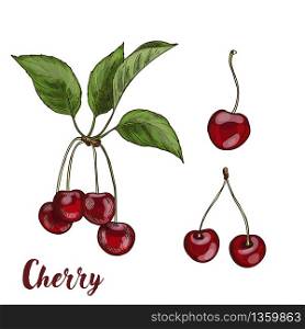 Cherries with leaves, full color realistic sketch vector illustration