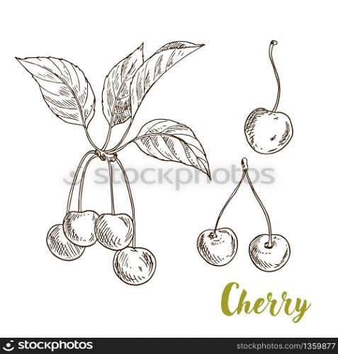 Cherries with leaves, realistic sketch vector illustration