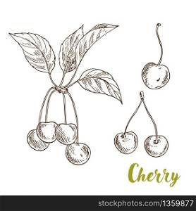 Cherries with leaves, realistic sketch vector illustration