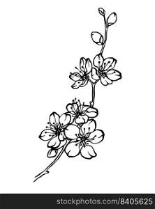 Cherry blossom branch black and white outline drawing, delicate sakura bloom hand drawn vector illustration.
