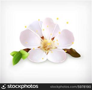 Cherry blossom, vector